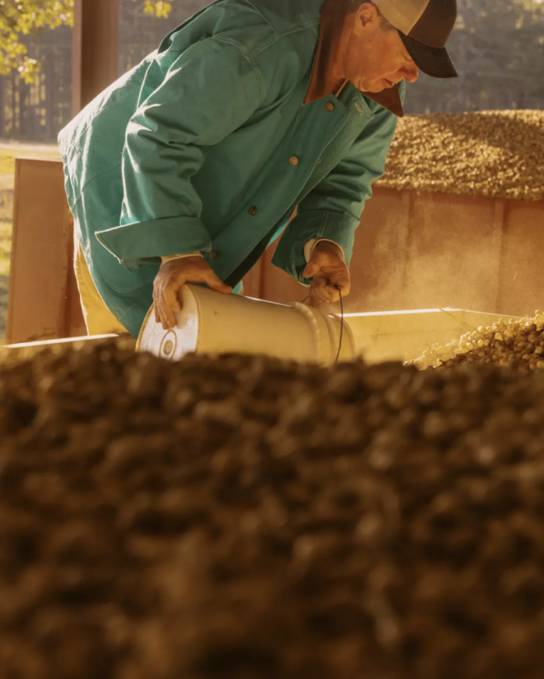 peanuts harvesting